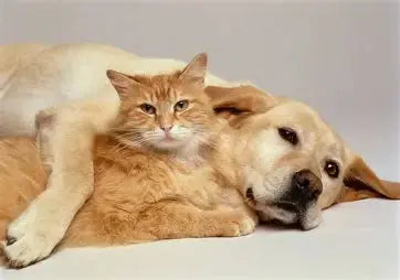 Pet-Essentials-Accessories-for-Dogs-Cats YNOM