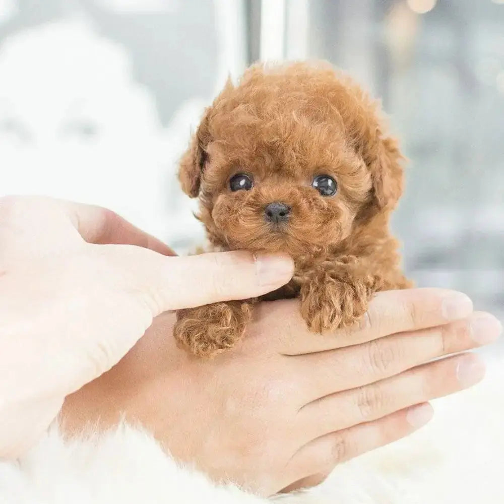 PawBuddy Realistic Robot Puppy - Interactive Electronic Pet Dog Toy with Barking & Wagging Tail LovelyJoy Store